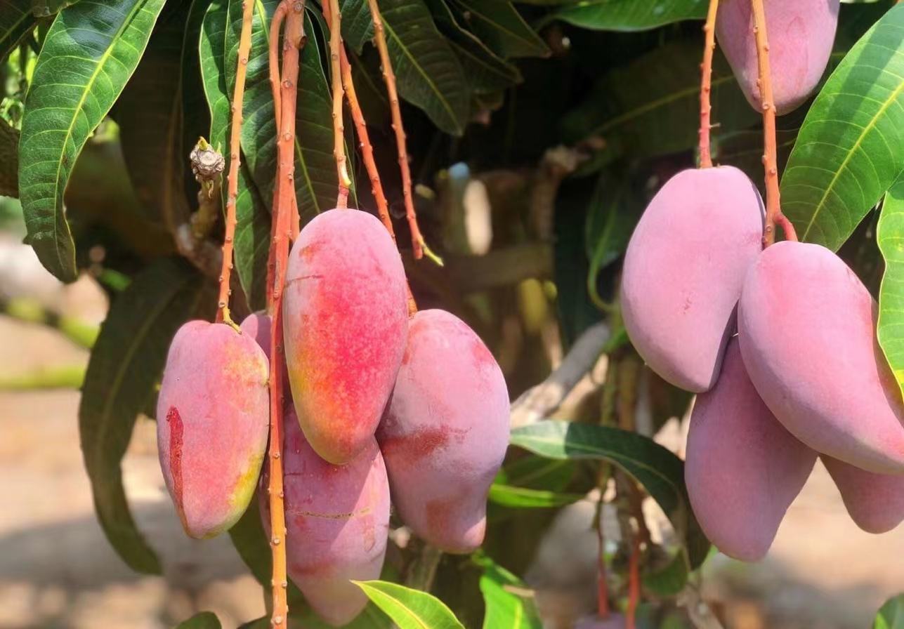 小台芒冬季修剪现场图