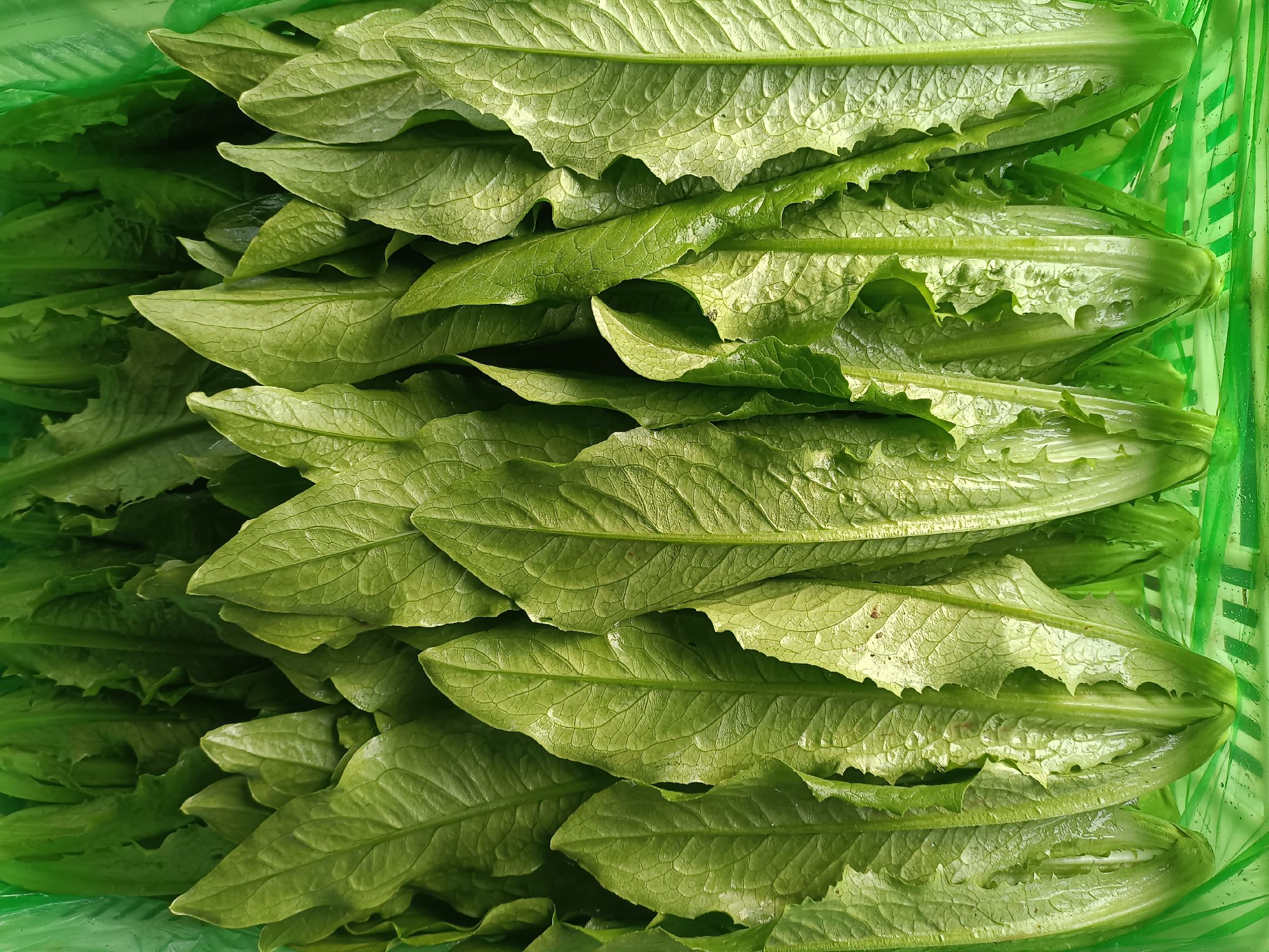 金丝熊在进食植物性食物