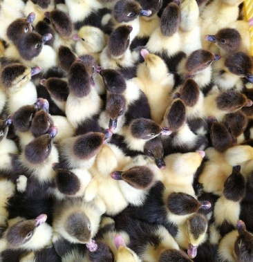 批发绿头鸭苗包回收包技术提供饲料技术包利润