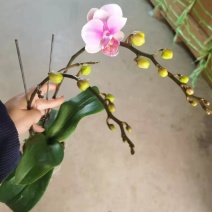 粉钻3寸双梗蝴蝶兰拿图询价量大从优
