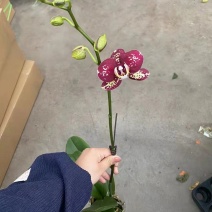 毕加索3寸单梗蝴蝶兰盆花品种齐全