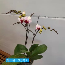 第一名3.5寸特级双梗高度35-40公分蝴蝶兰盆花
