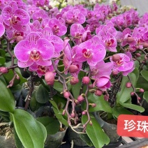 蝴蝶兰珍珠大杯3寸单梗基地直发，单梗14.5，一箱20株