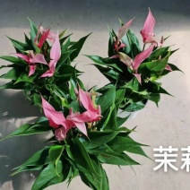 茉莉110#红掌，基地直发，一箱24盆，发货标准参考如图