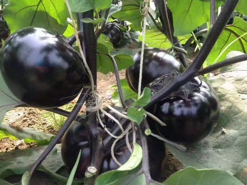 不同茄子品种对比图