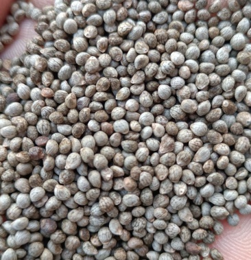 吉林桦甸深灰苏子颗粒饱满榨油做苏子米食品都是一等