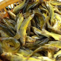 黄骨鱼苗品种好成活率高包回收欢迎前来考察包饲料包回收