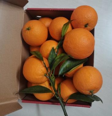 自家种植新品种长叶香橙口感香甜甜度至少16