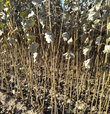 [杨树苗批发]杨树苗小城黑价格0.50元/棵 - 一亩田