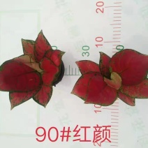 90红颜新批次超红盆栽办公室家庭绿植