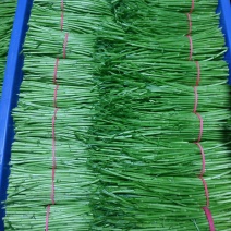 精品芦蒿袋装净芦蒿毛芦蒿
