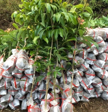 晚熟贵族仙进奉荔枝苗嫁接苗水果鲜红耐存储