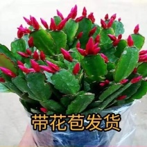 基地大颗蟹爪兰花苗荷兰红带花苞蟹爪兰品种齐全