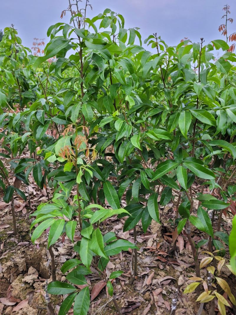 晚熟贵族仙进奉荔枝苗嫁接苗,水果鲜红,耐存储