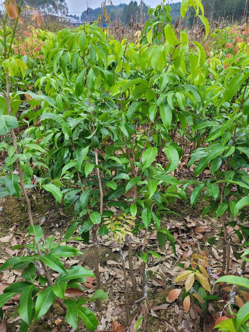 晚熟贵族仙进奉荔枝苗嫁接苗,水果鲜红,耐存储