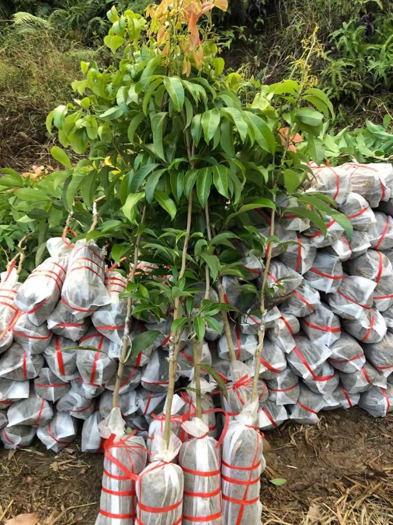 晚熟贵族仙进奉荔枝苗嫁接苗,水果鲜红,耐存储