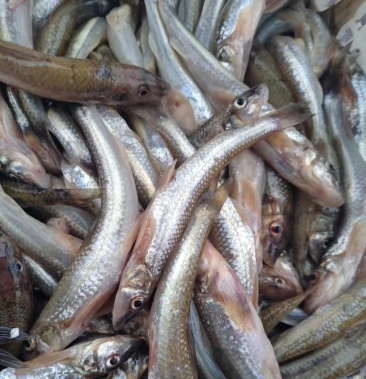 沙沟鱼船丁鱼棍子鱼上市啦