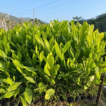 马占相思大叶相思小杯苗矿山复绿树苗相思树