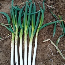 启东铁杆大葱