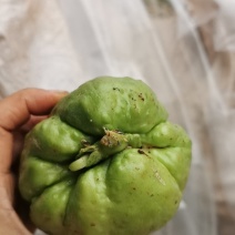 佛手瓜老瓜，发芽瓜！