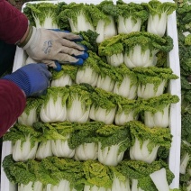 黄心菜！电商，超市直接发货专业团队合作！！！！！！！