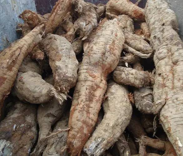 黑玛卡根茎与打粉成品对比图