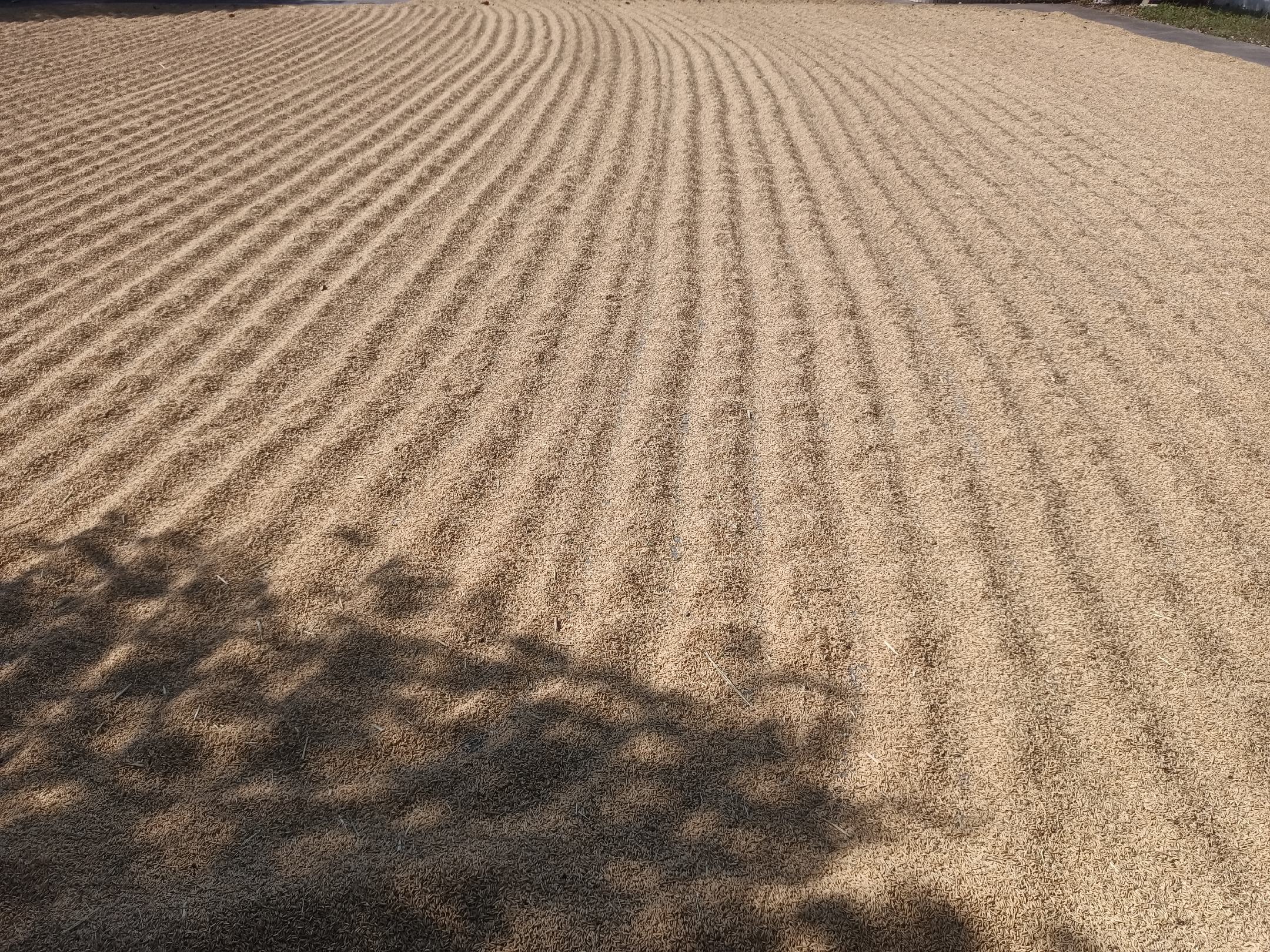 一群农民在晒场上晾晒刚收获的油菜籽,旁边有农业专家使用电子秤进行称重测产,地上铺有白色帆布以便统计,背景为乡村晒谷场,阳光明媚,体现丰收喜悦氛围 油菜籽晾晒与测产现场