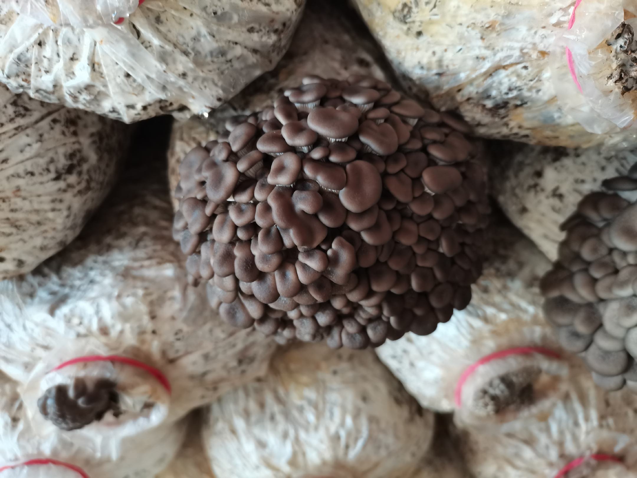 平菇在田间生长的场景