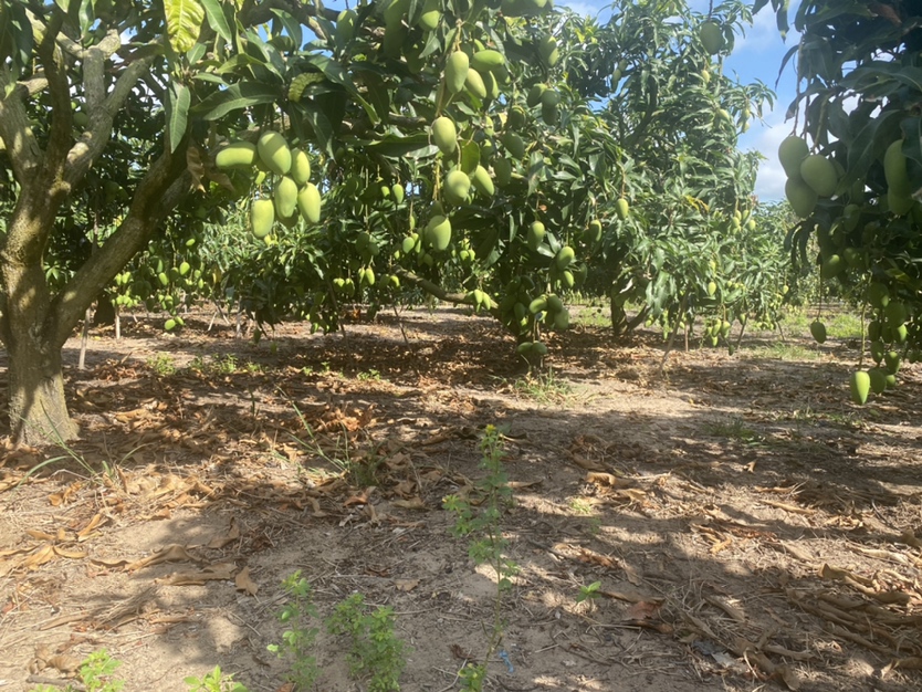 果园中挂满成熟台农芒的果树