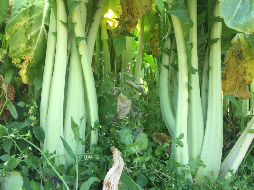 油菜与小白菜对比图