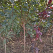 基地直供3公分的独杆黄栌