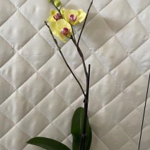 3寸杯黄金树单蝴蝶兰盆花观赏花卉