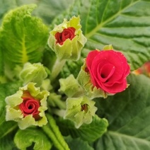报春花小种樱花七重楼基地大量现货供应