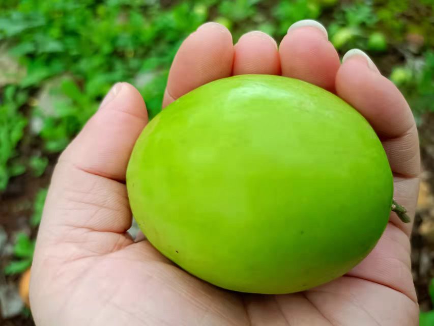 大青枣采摘现场图