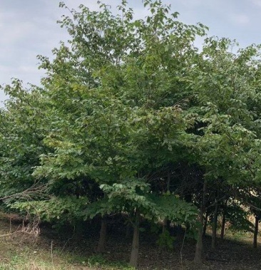 [灯台树批发]灯台树价格700.00元/棵 - 一亩田