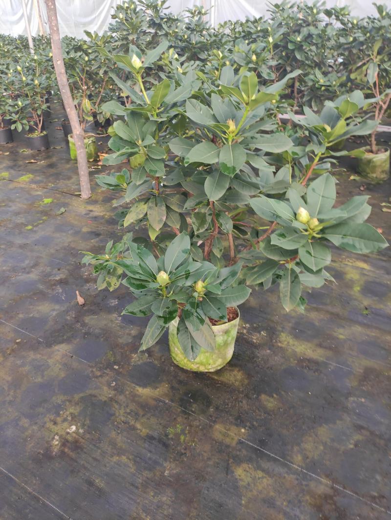 云南优质正宗高山杜鹃(红粉佳人)苗木基地!欢迎各位老板!