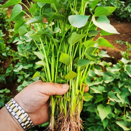 安徽西瓜红红薯苗产地行情