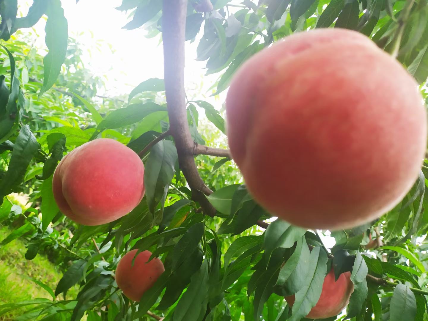 盛夏果园采摘场景：果农手持刚摘下的带叶水蜜桃，果实表面覆有天然果粉，背景为翠绿桃叶与阳光透射光斑