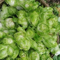 基地直销儿菜