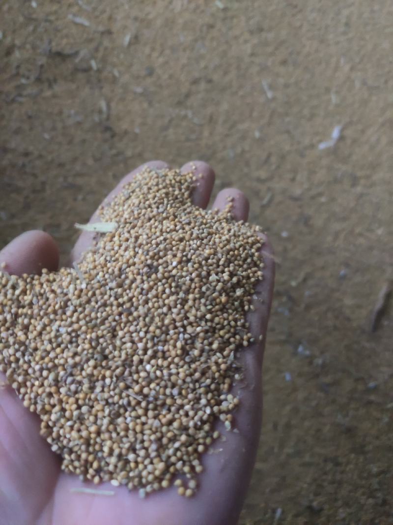 神谷系列,,谷子