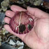 新鲜大扇贝