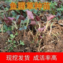 鱼腥草苗新鲜折耳根种根现挖包成活四季鱼腥草种苗