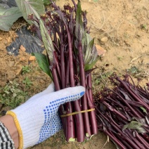规格齐全菜苔现货秒发欢迎联系