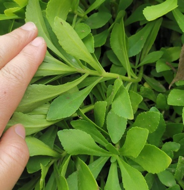 救心菜种苗多年生费菜苗养心菜高钙菜种子养心菜种苗露地大棚