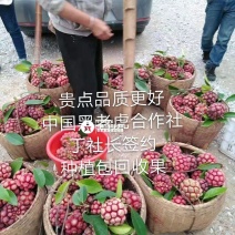 【热卖无籽黑老虎】全国推广10株包邮改良布福娜苗杯苗原土