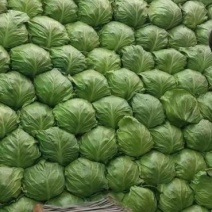 精品甘蓝，质量保证，价格便宜要的速度？？？？？