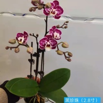黑珍珠2.8寸特级双梗三梗混装蝴蝶兰盆花