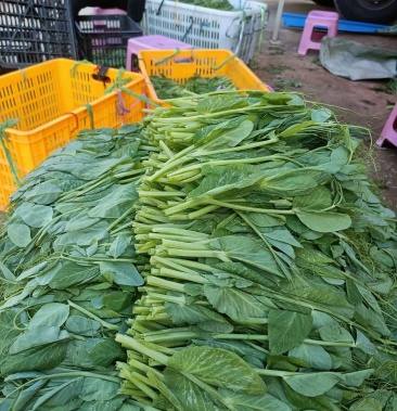 [豌豆苗批发]云南碗豆尖价格6.00元/斤 - 一亩田