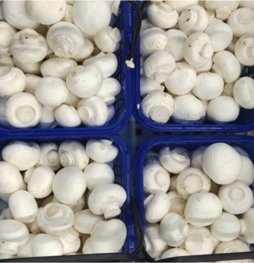 [口蘑批发]精品口蘑价格30.00元/斤 - 一亩田