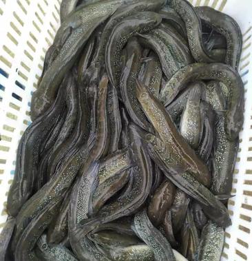 [黑鱼批发]七星鱼价格3000元/斤 